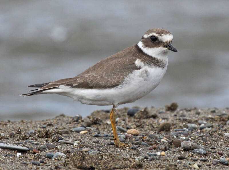  Sandregenpfeifer (Charadrius hiaticula)