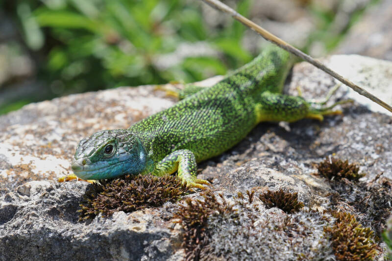 Smaragdeidechse