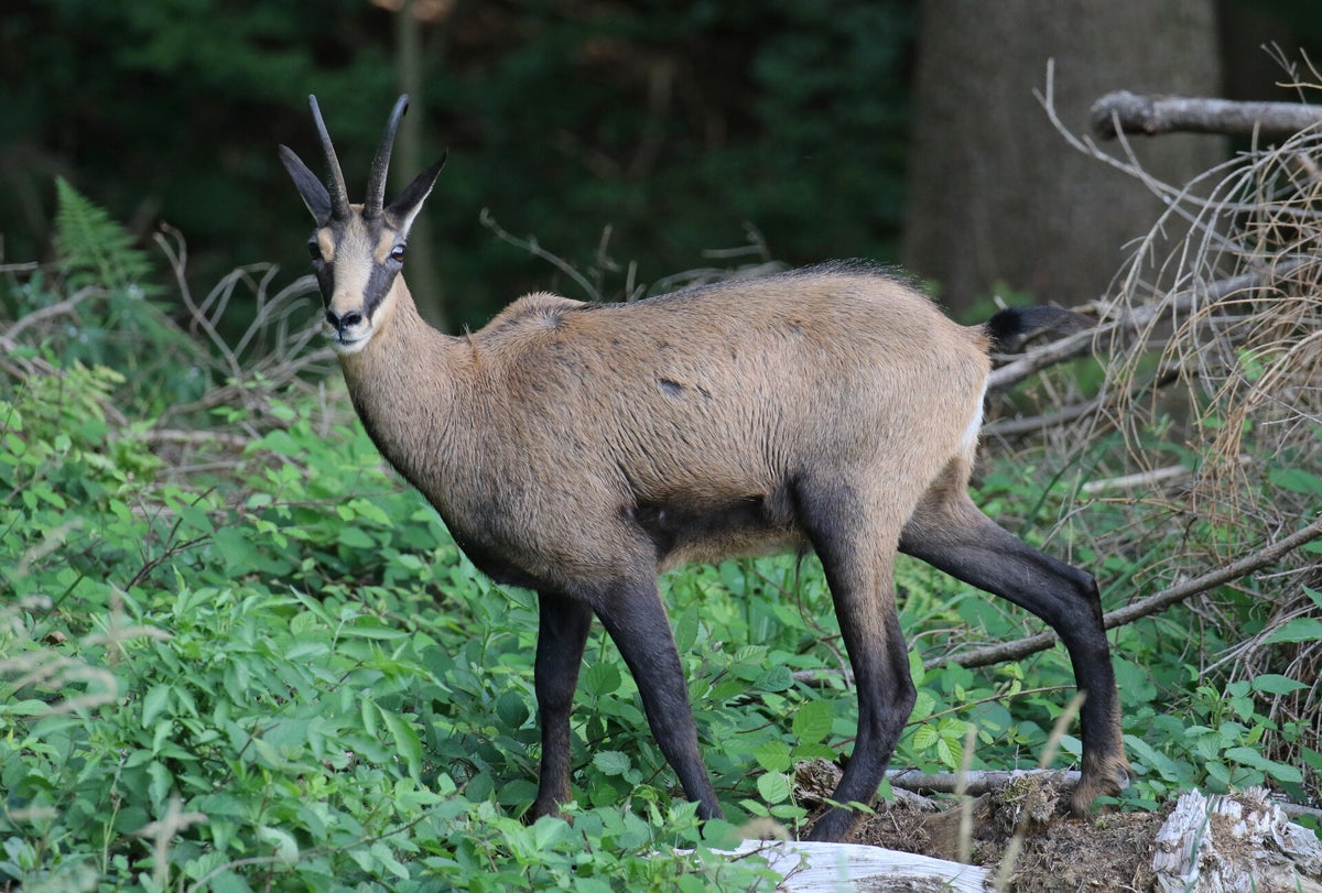 Gämse / Säugetiere / Tiere naturmotive.ch
