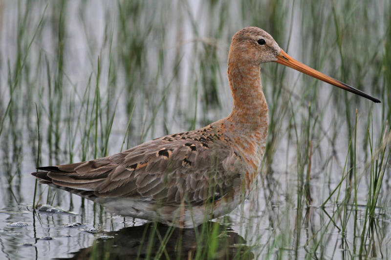 Uferschnepfe (Limosa limosa)