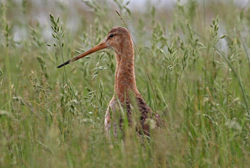 Uferschnepfe (Limosa limosa)