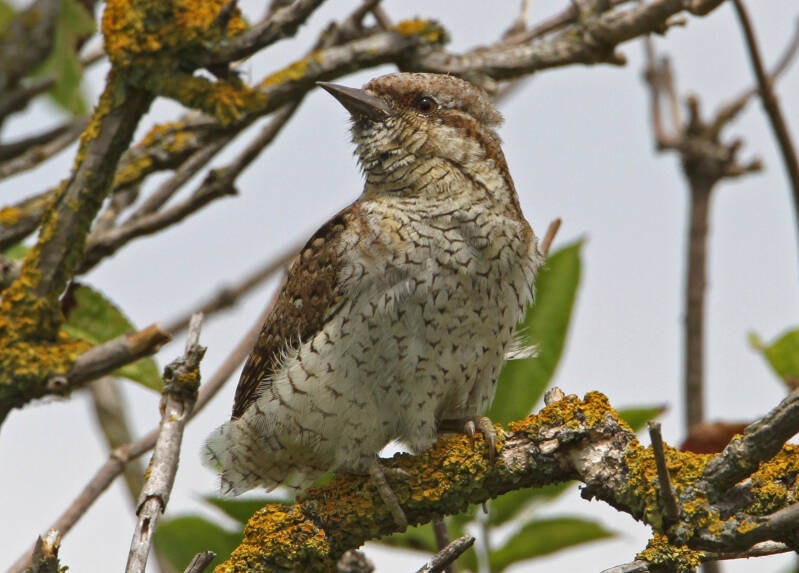 Wendehals (Jynx torquilla) 