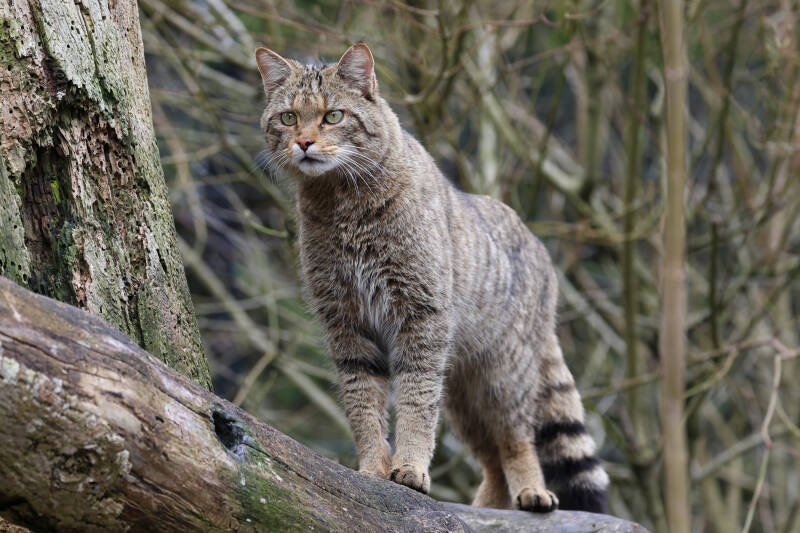 Europäische Wildkatze