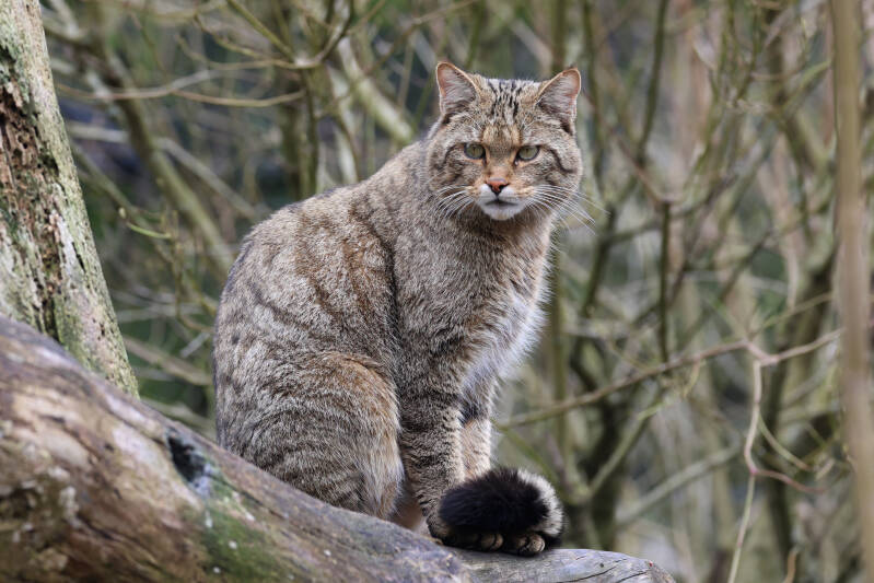 Europäische Wildkatze