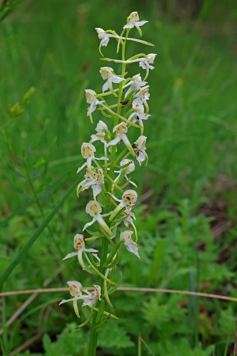 Zweiblättrige Waldhyazinthe 