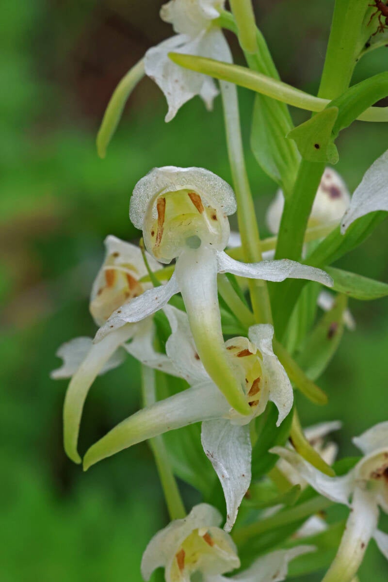 Zweiblättrige Waldhyazinthe 