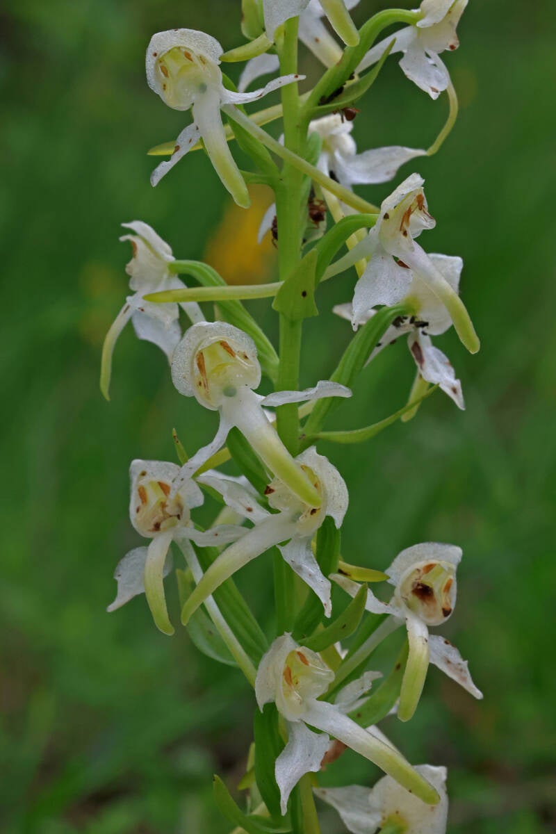 Zweiblättrige Waldhyazinthe 