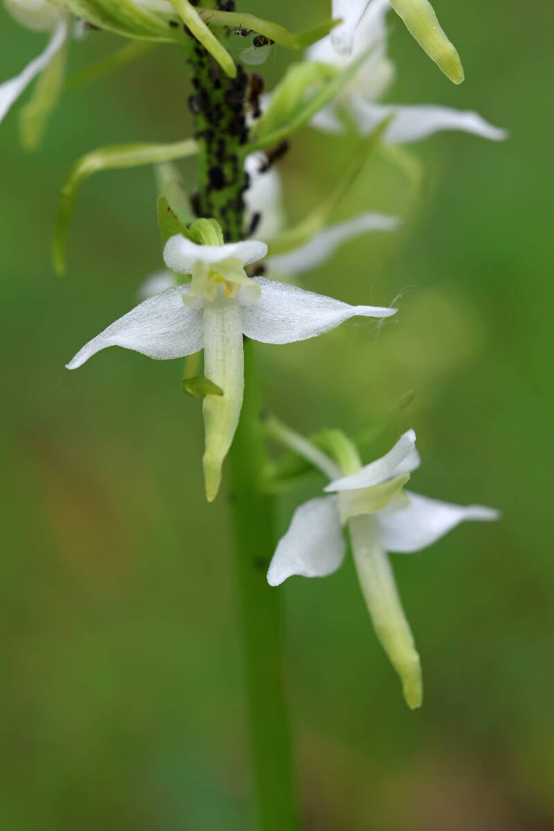 Zweiblättrige Waldhyazinthe
