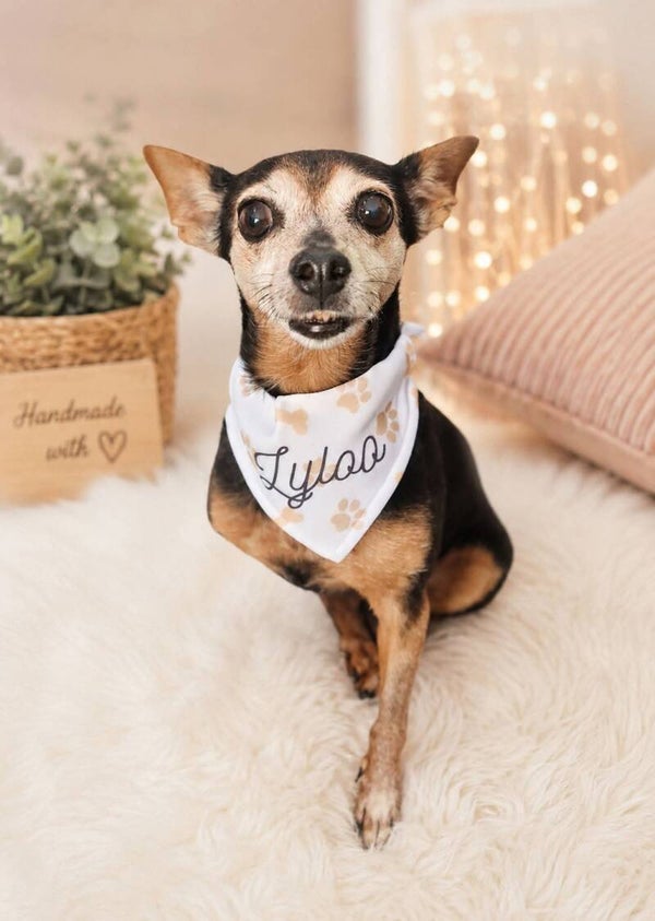 Collier chien - chat