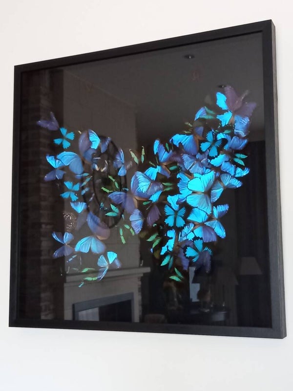 Uniek stuk : Giant Blue butterfly