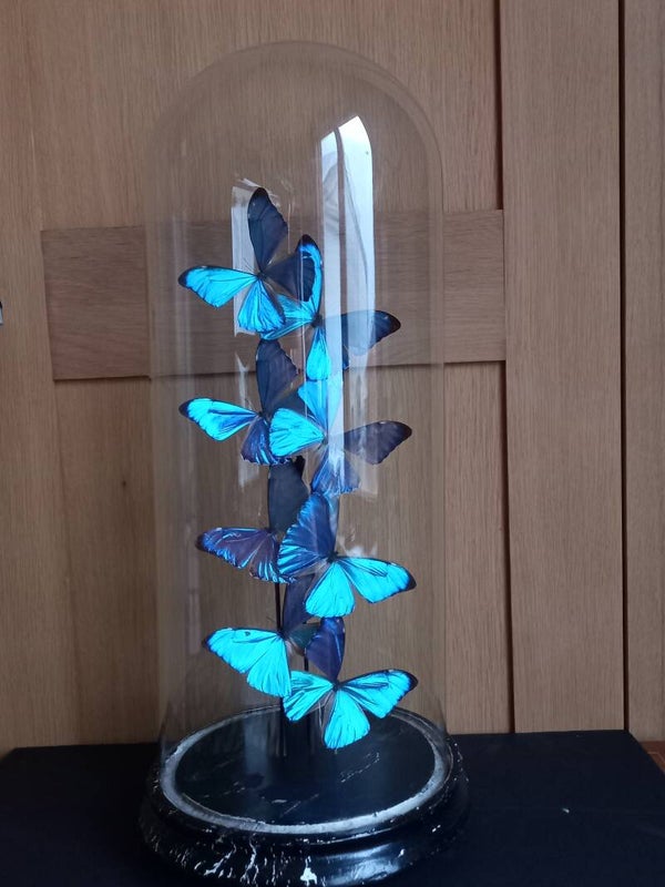 Antieke stolp met Morpho aurora uit Peru, uniek exemplaar!