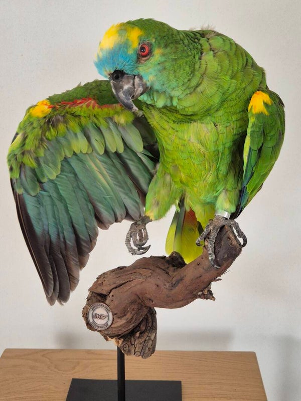 Blauwvoorhoofdamazone