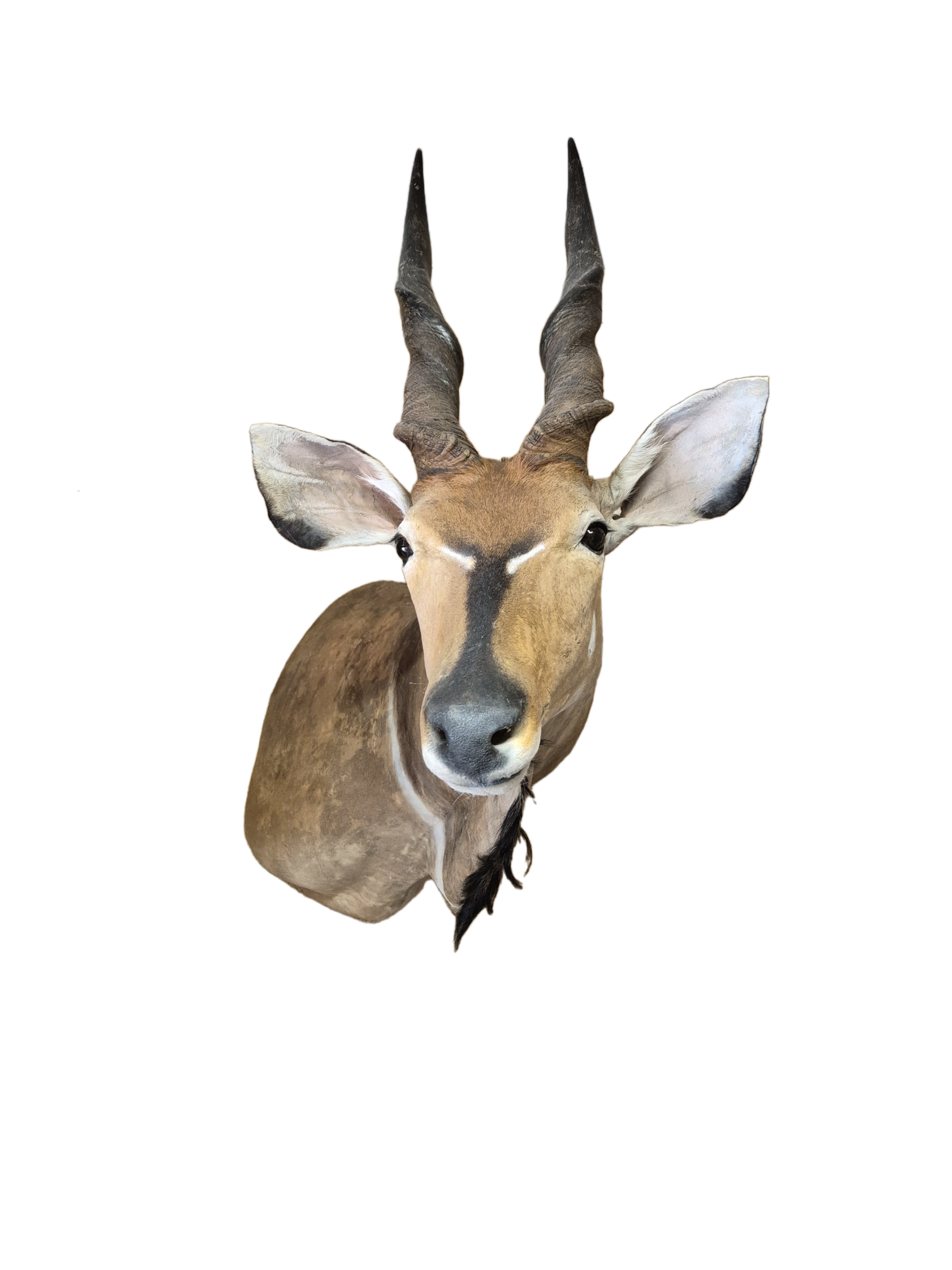 Lord Derby Elandantilope ook wel Giant Elandantilope genoemd