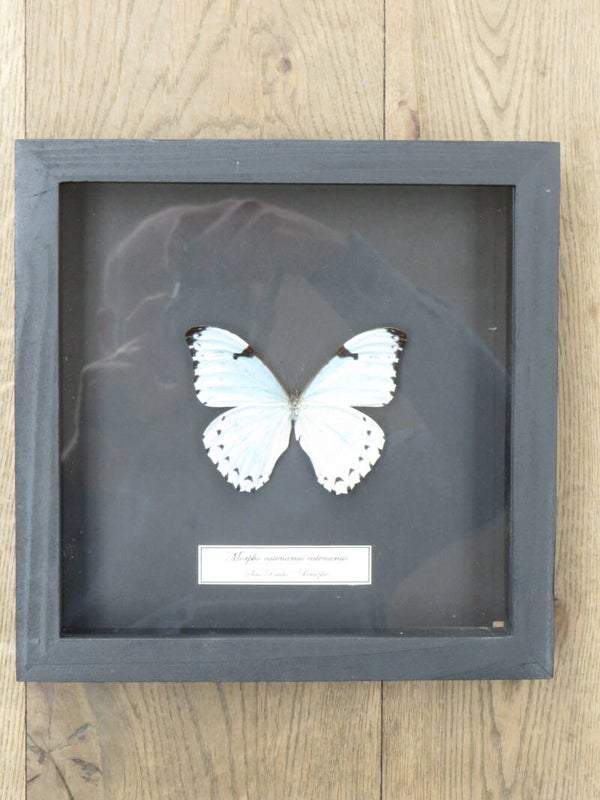 Morpho catenarius catenarius