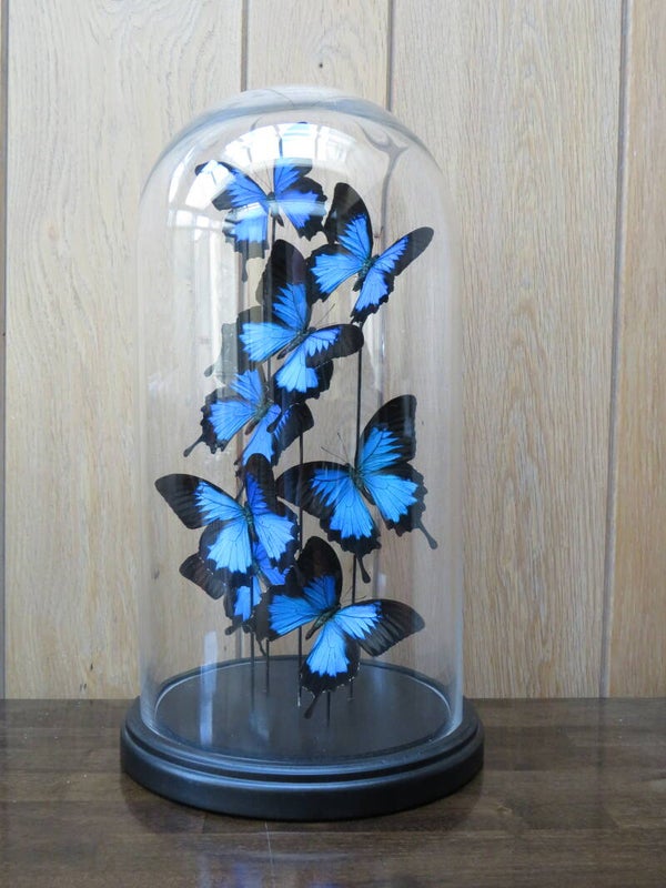 Prachtige stolp met Papilio ulysses