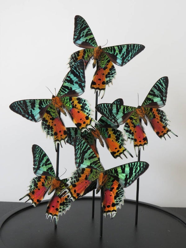 6 Urania ripheus of Sunsetmoth