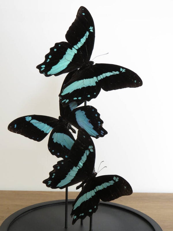 Glazen stolp met 3 Papilio oribazus uit Madagaskar