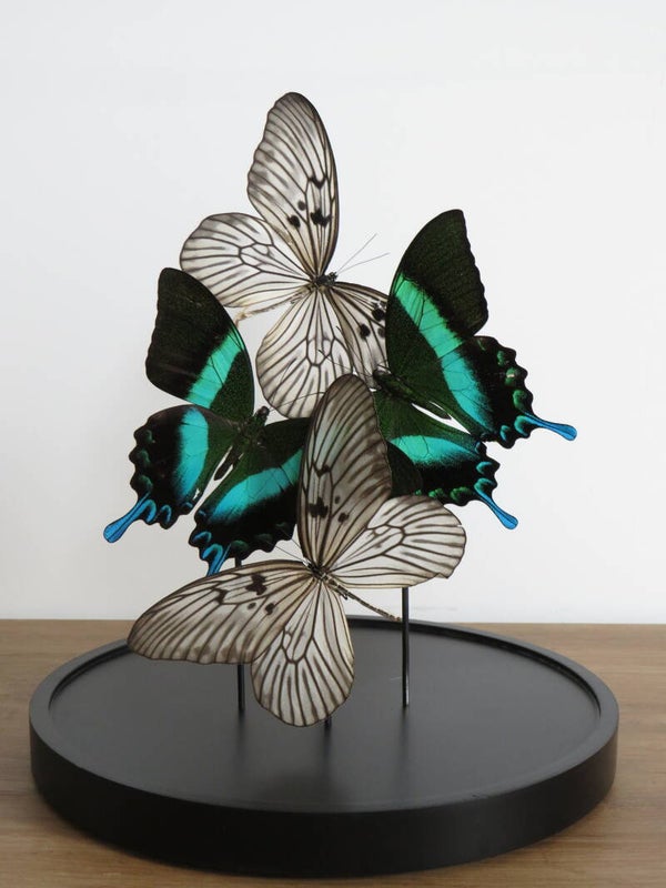 blauw-groene en witte vlinders in stolp