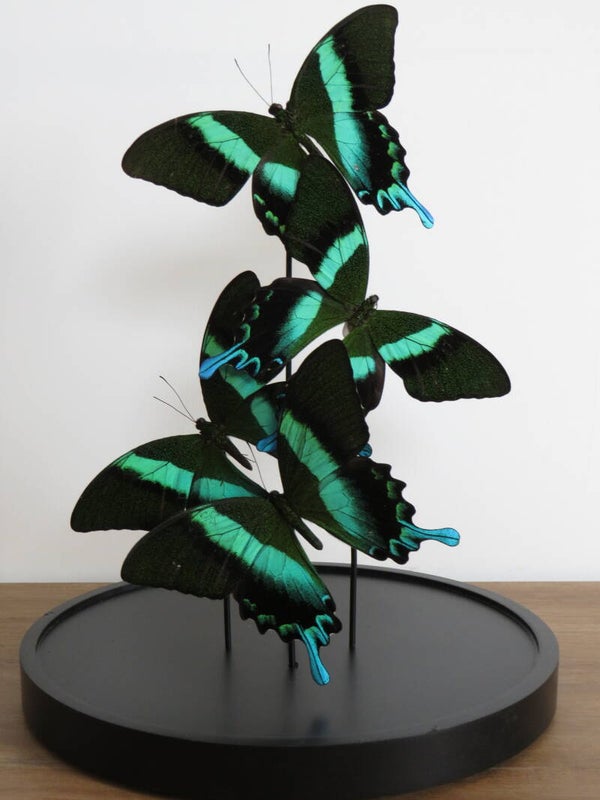 4 Papilio blumei of peacock butterfly
