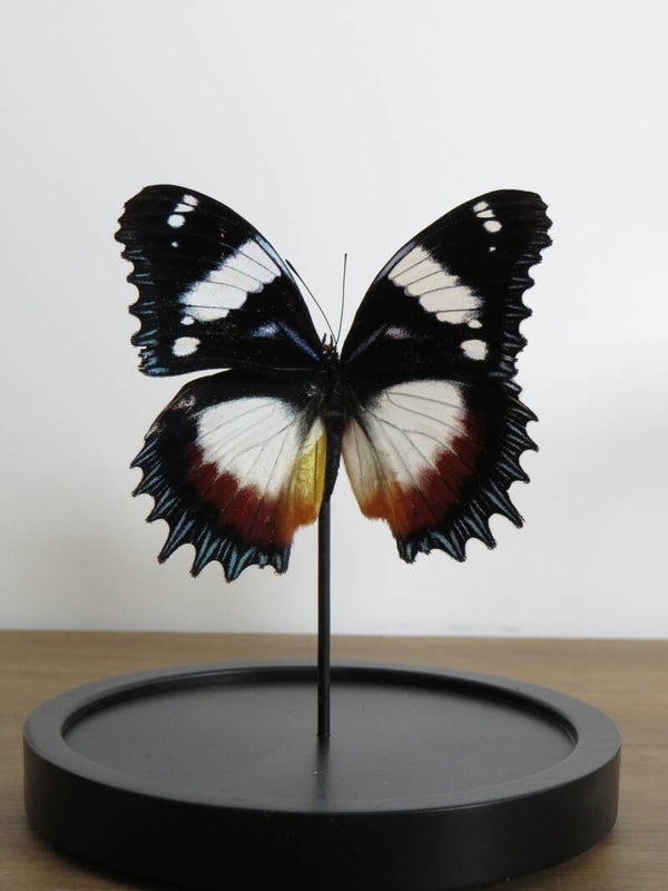 Glazen stolp met 1 Hypolimnas dexithea uit Madagascar