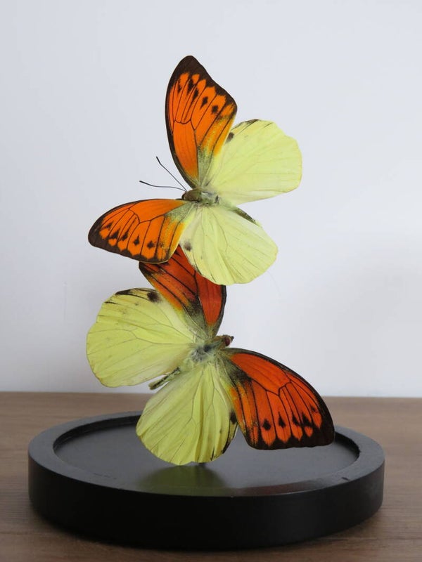 Glazen stolp met 2 Hebomoia leucippe