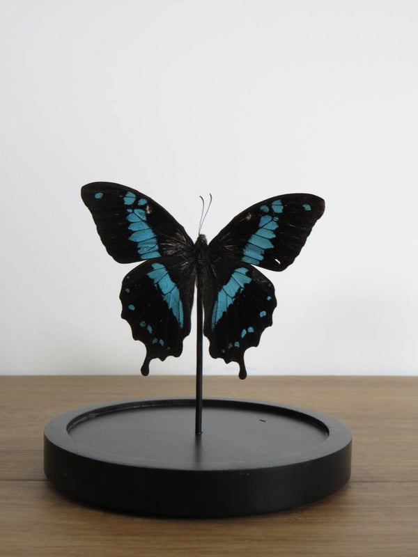 Glazen stolp met 1 Papilio oribazus