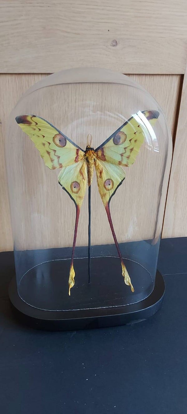 Argema mittrei of Reuzen komeetstaartvlinder