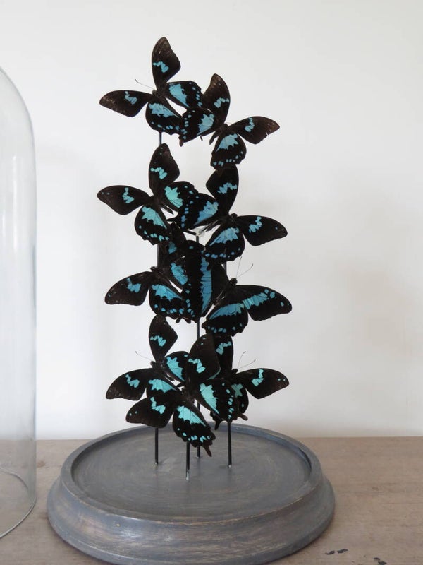 Papilio Oribazus uit Madagascar, mooi strak Blauw - Zwart