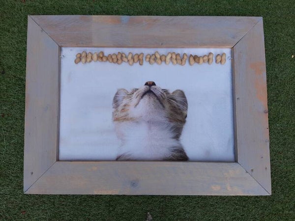 Tuinschilderij poes