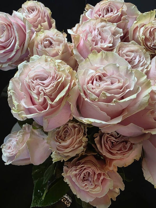 Pink Mondial “Each bunch has 25 roses.” Length 55cm