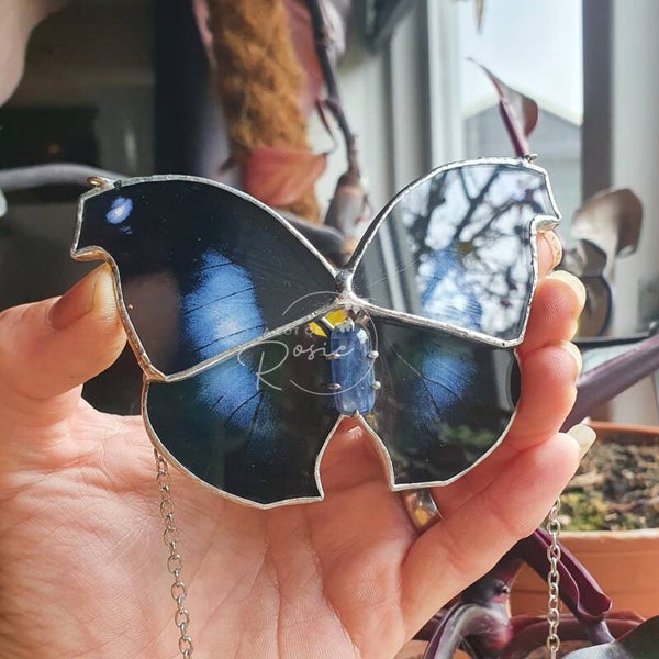 napeocles jucunda - kyanit steen