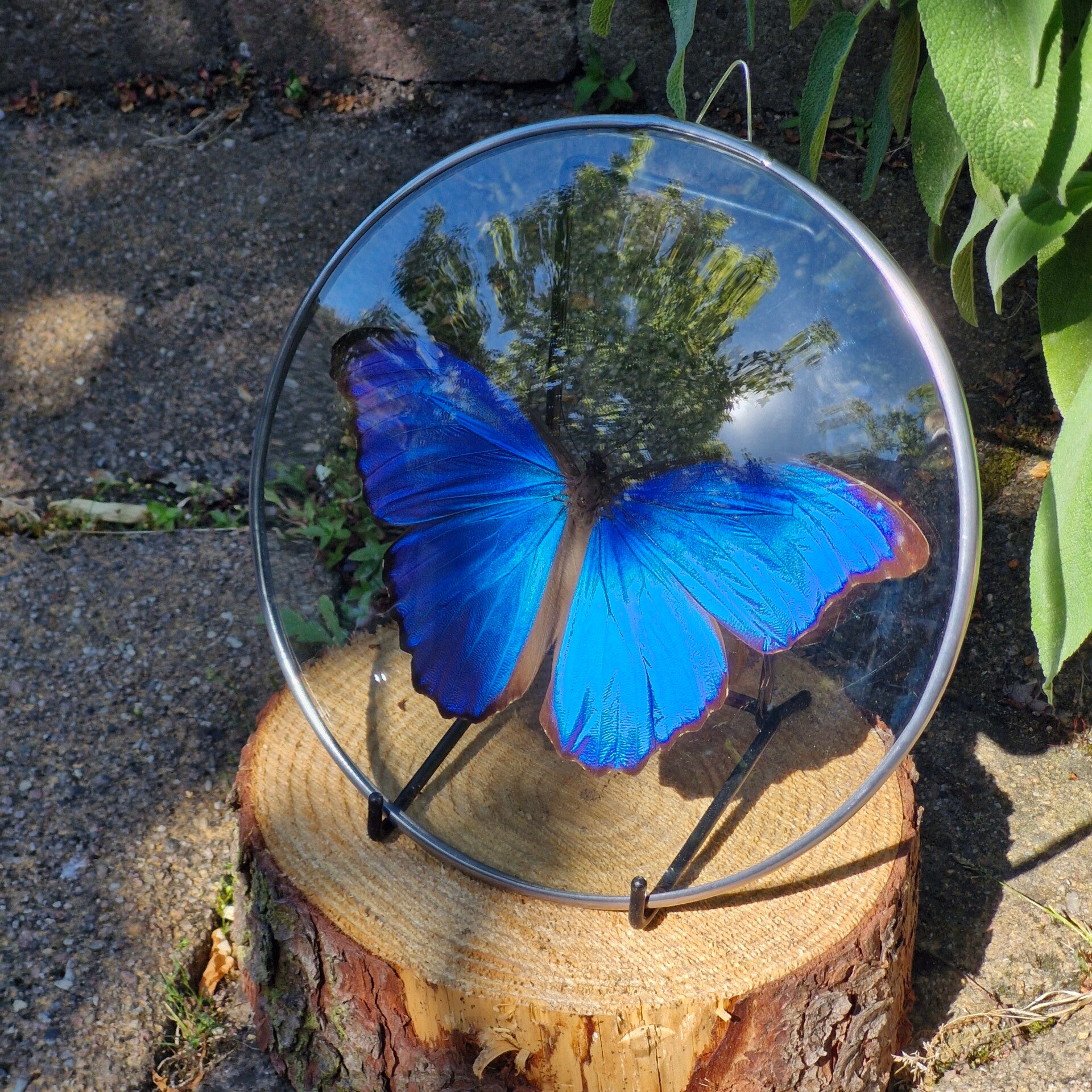 Vlinder medaillon - morpho deidema