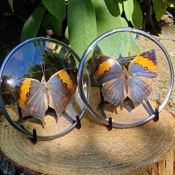 Vlinder medaillon - Kallima inachus