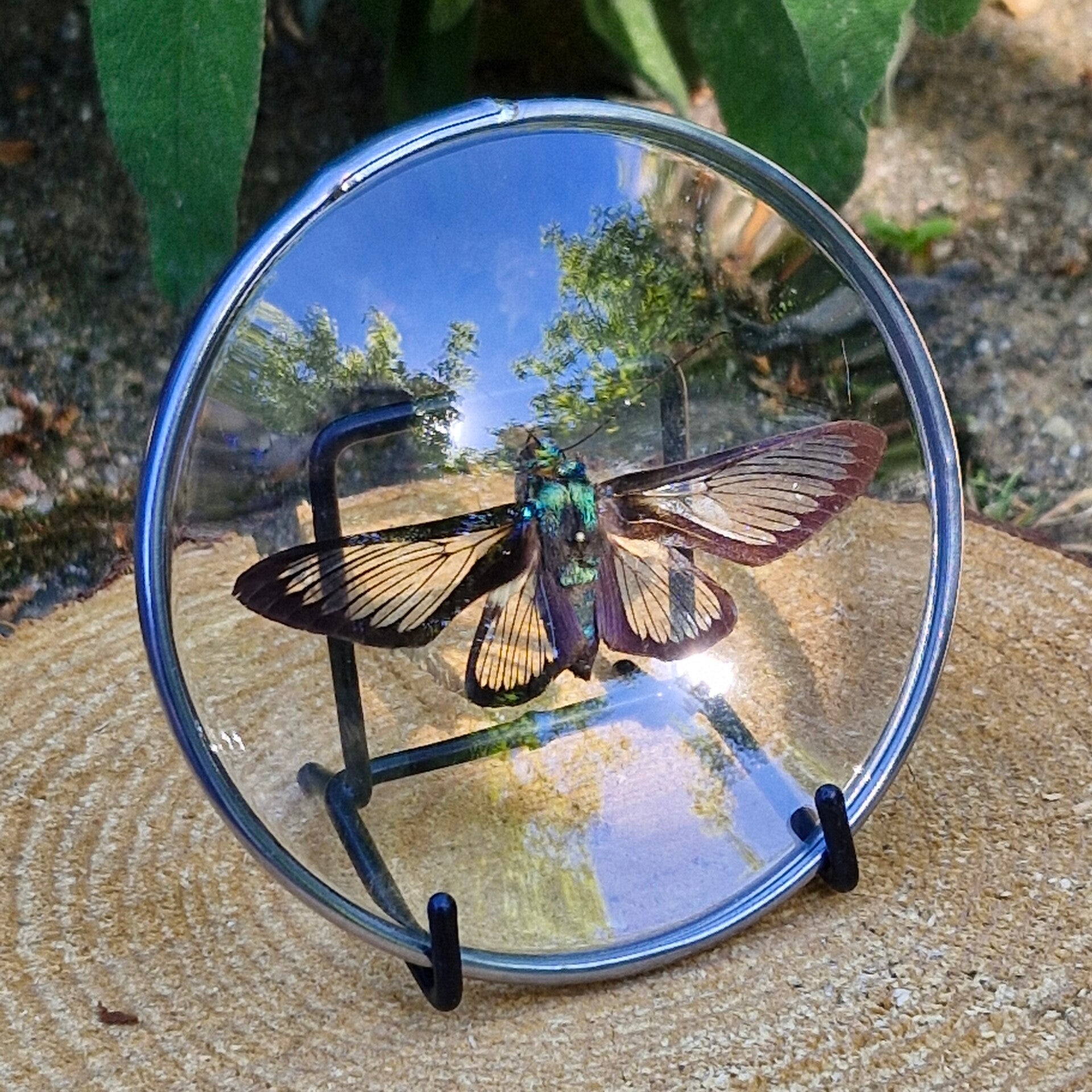 Vlinder medaillon - cocytia durvilei