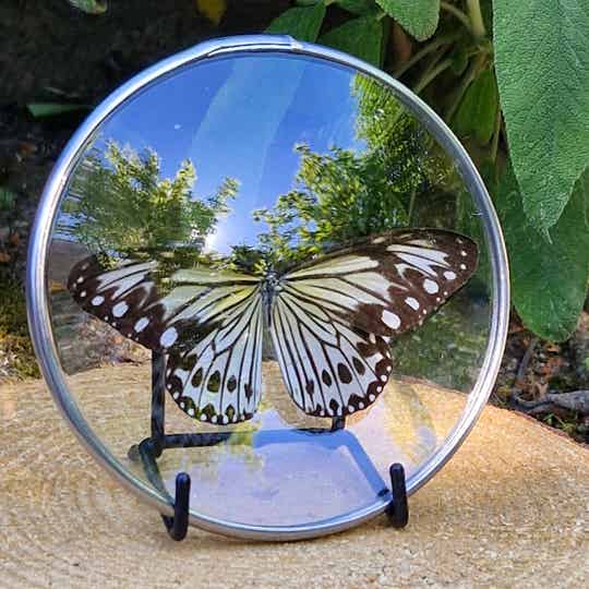 Vlinder medaillon - ideopsis gaura