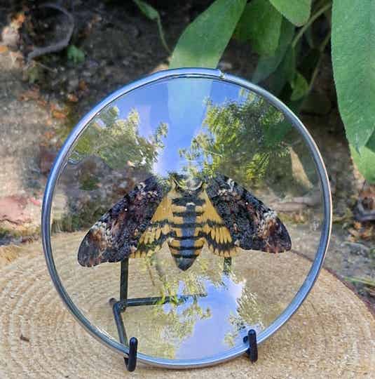Vlinder medaillon - doodshoofd moth