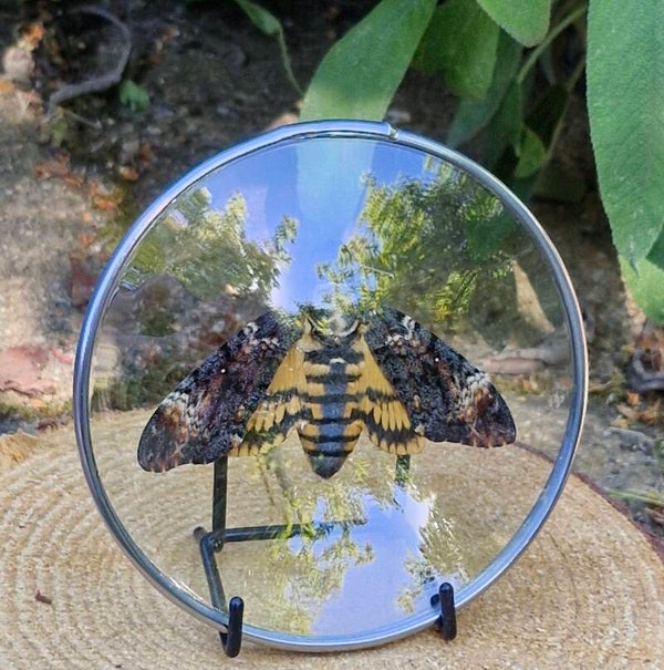 Vlinder medaillon - doodshoofd moth