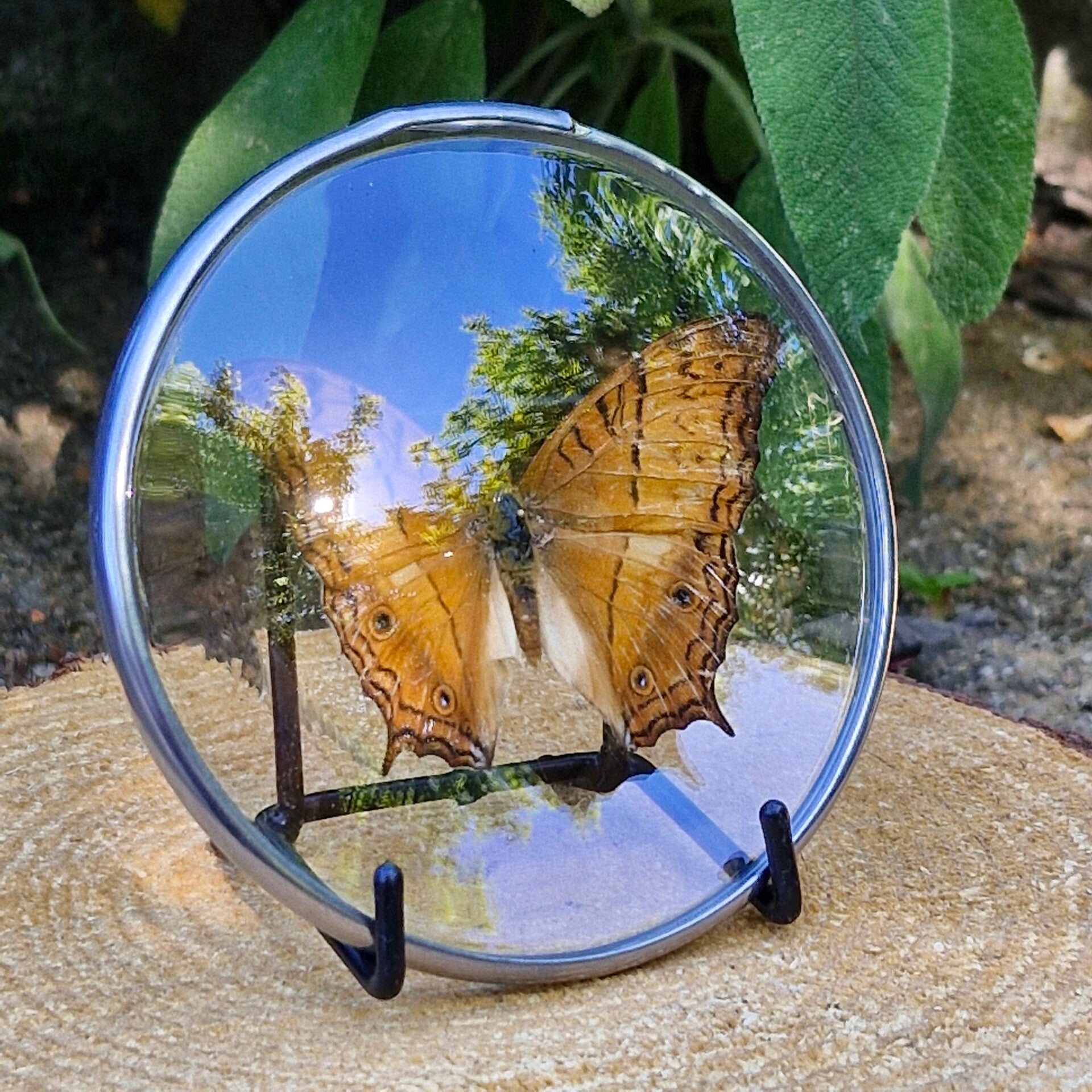 Vlinder medaillon - vindulja erota