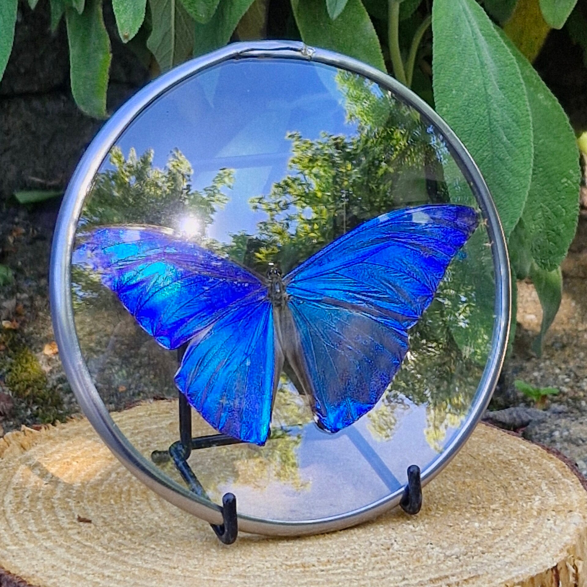 Vlinder medaillon - morpho rhetonor