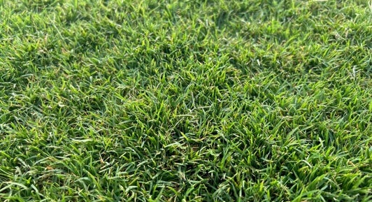 Bermuda sod lawn in Fort Worth Texas with a durable clean established appearance in full sun