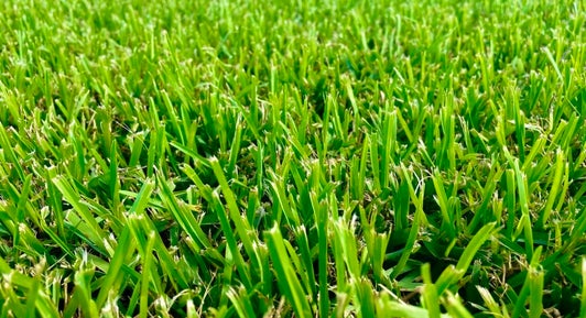 St Augustine sod lawn in Fort Worth Texas suited for shadier yard conditions and a fuller lawn look