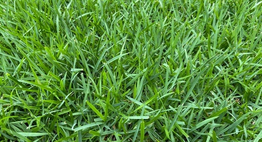 Zoysia sod lawn in DFW Texas with a dense premium appearance and refined finish