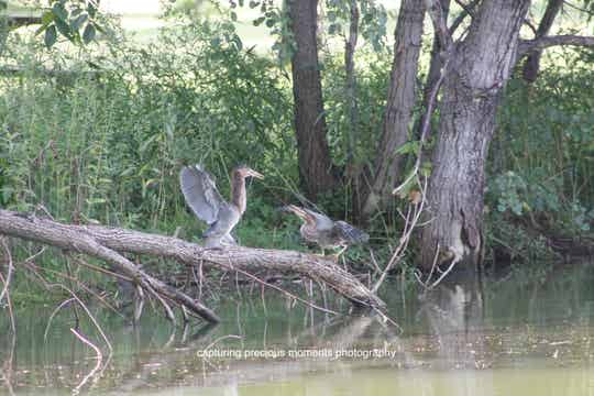 two green herons