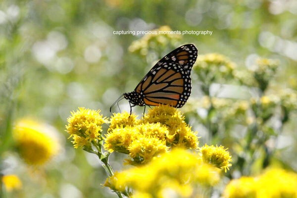 Monarch butterfly