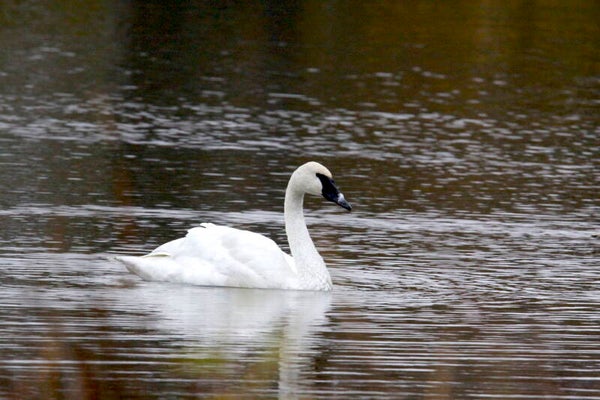 swan