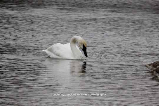 swan reflection
