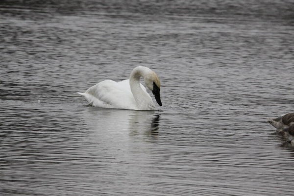 swan reflection