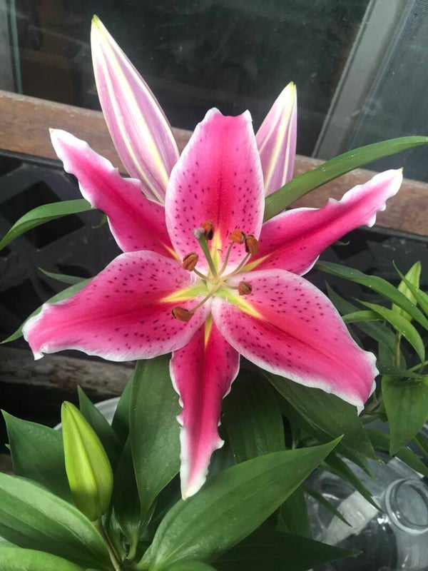 Stargazer lilly