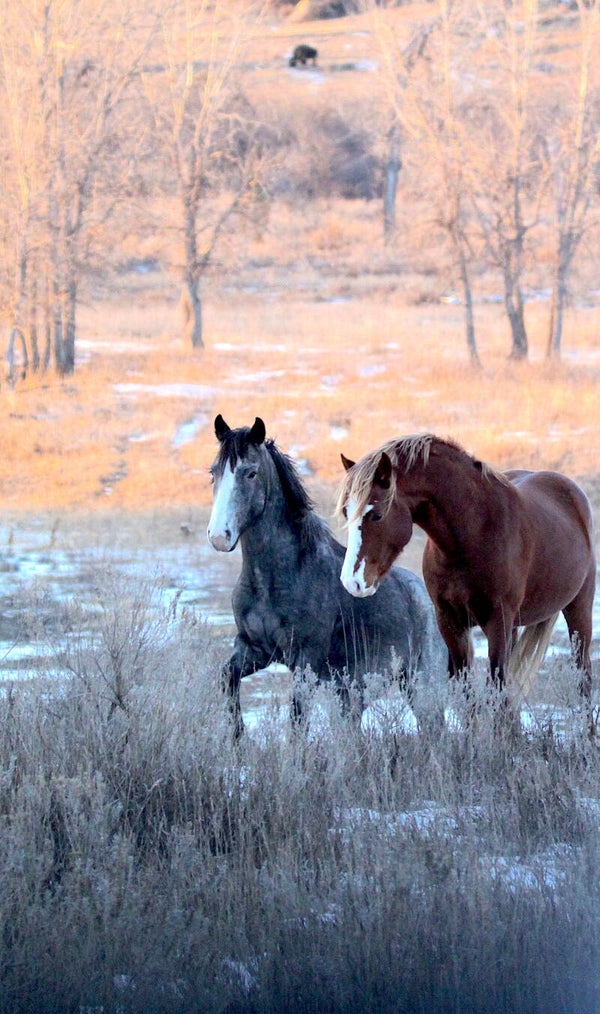 Medora wild horses