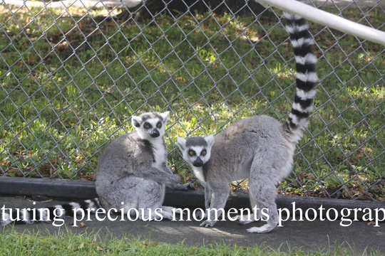 2 lemurs